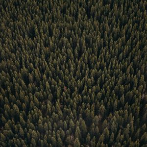 Preview wallpaper forest, aerial view, pines, trees, coniferous, green