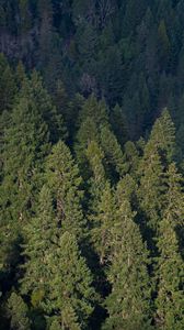 Preview wallpaper forest, aerial view, pines, trees, green