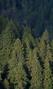 Preview wallpaper forest, aerial view, pines, trees, green