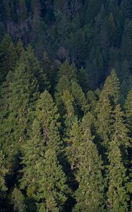 Preview wallpaper forest, aerial view, pines, trees, green