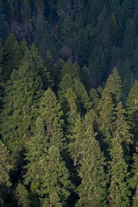 Preview wallpaper forest, aerial view, pines, trees, green