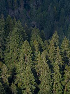 Preview wallpaper forest, aerial view, pines, trees, green