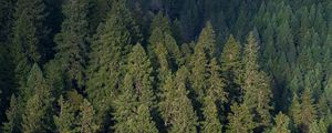 Preview wallpaper forest, aerial view, pines, trees, green