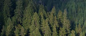 Preview wallpaper forest, aerial view, pines, trees, green