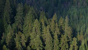 Preview wallpaper forest, aerial view, pines, trees, green