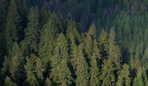 Preview wallpaper forest, aerial view, pines, trees, green