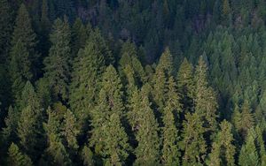 Preview wallpaper forest, aerial view, pines, trees, green