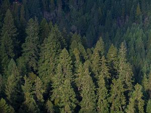 Preview wallpaper forest, aerial view, pines, trees, green