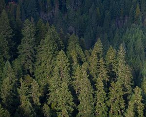 Preview wallpaper forest, aerial view, pines, trees, green