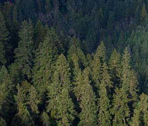 Preview wallpaper forest, aerial view, pines, trees, green