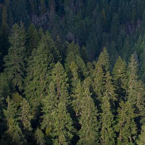 Preview wallpaper forest, aerial view, pines, trees, green