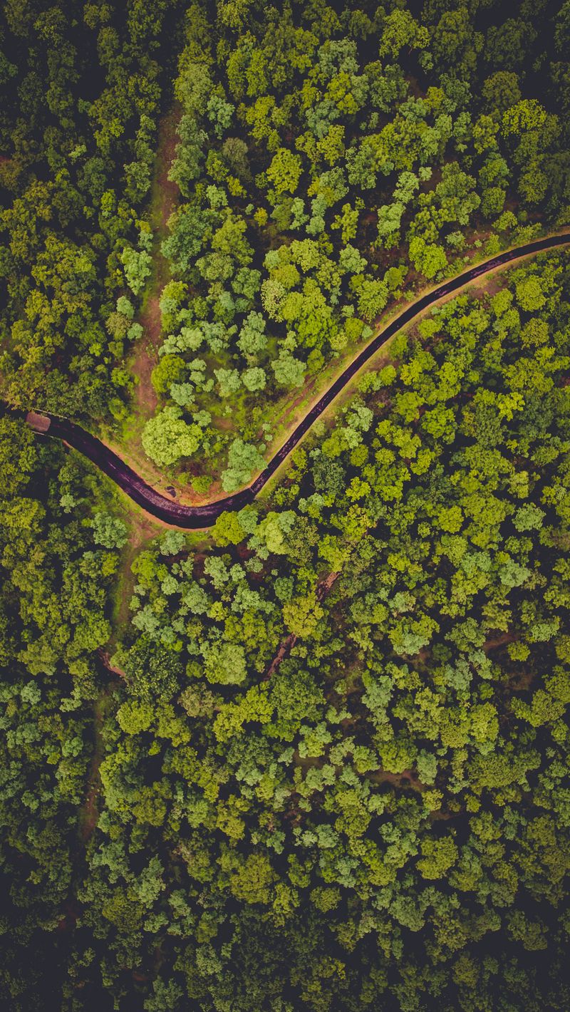 Download wallpaper 800x1420 forest, aerial view, river, green iphone se