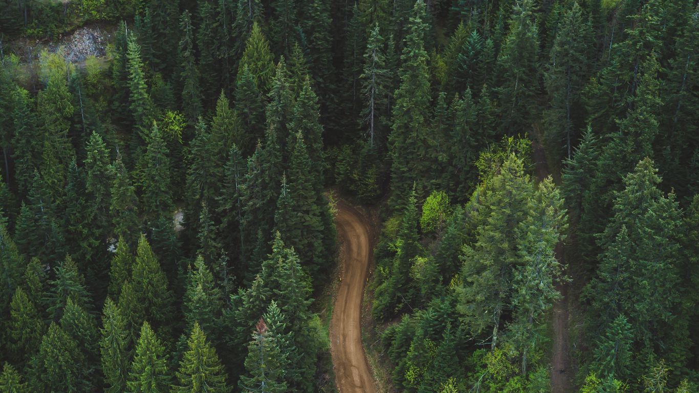 Road in a forest, forest, green 1366x768, road, HD wallpaper