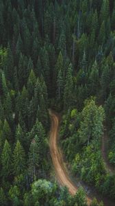 Preview wallpaper forest, aerial view, road, green, vegetation