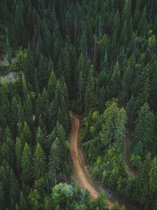 Preview wallpaper forest, aerial view, road, green, vegetation