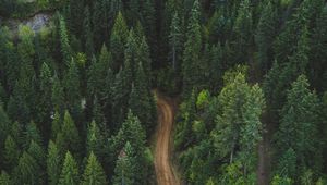 Preview wallpaper forest, aerial view, road, green, vegetation