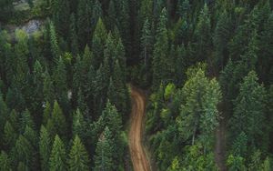 Preview wallpaper forest, aerial view, road, green, vegetation