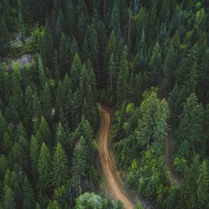 Preview wallpaper forest, aerial view, road, green, vegetation