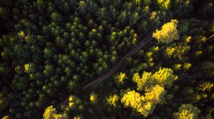 Preview wallpaper forest, aerial view, road, trees