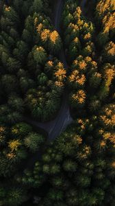 Preview wallpaper forest, aerial view, road, trees, winding