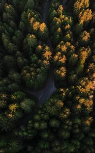 Preview wallpaper forest, aerial view, road, trees, winding