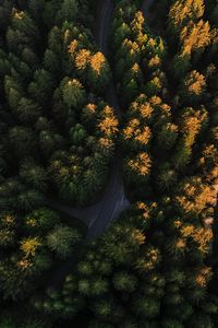 Preview wallpaper forest, aerial view, road, trees, winding