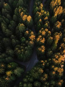 Preview wallpaper forest, aerial view, road, trees, winding