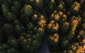 Preview wallpaper forest, aerial view, road, trees, winding