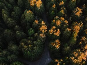 Preview wallpaper forest, aerial view, road, trees, winding