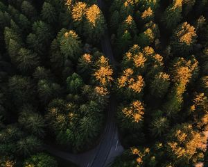 Preview wallpaper forest, aerial view, road, trees, winding