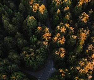 Preview wallpaper forest, aerial view, road, trees, winding