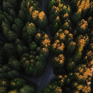 Preview wallpaper forest, aerial view, road, trees, winding