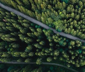 Preview wallpaper forest, aerial view, road, spruce, machine