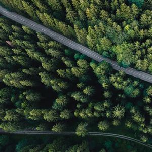 Preview wallpaper forest, aerial view, road, spruce, machine