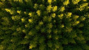 Preview wallpaper forest, aerial view, spruce