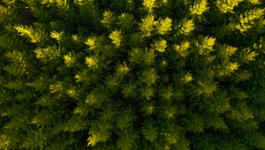 Preview wallpaper forest, aerial view, spruce