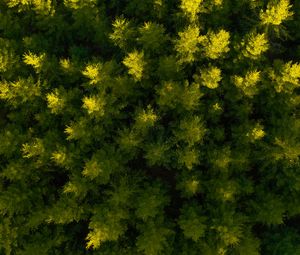 Preview wallpaper forest, aerial view, spruce