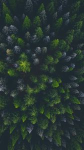 Preview wallpaper forest, aerial view, spruce, dark