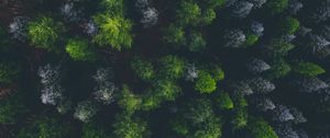 Preview wallpaper forest, aerial view, spruce, dark