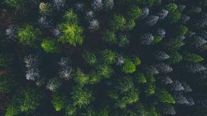 Preview wallpaper forest, aerial view, spruce, dark
