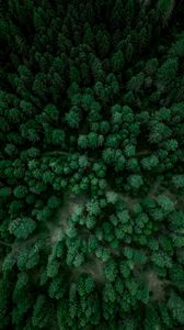 Preview wallpaper forest, aerial view, spruce, trees