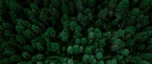 Preview wallpaper forest, aerial view, spruce, trees