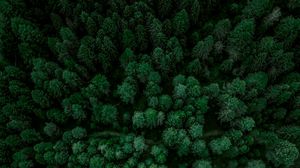 Preview wallpaper forest, aerial view, spruce, trees