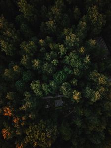 Preview wallpaper forest, aerial view, trees, green, autumn