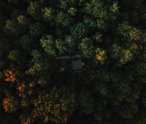 Preview wallpaper forest, aerial view, trees, green, autumn