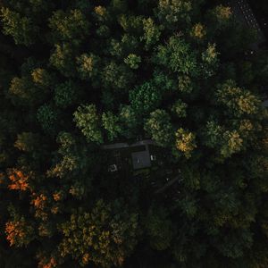 Preview wallpaper forest, aerial view, trees, green, autumn