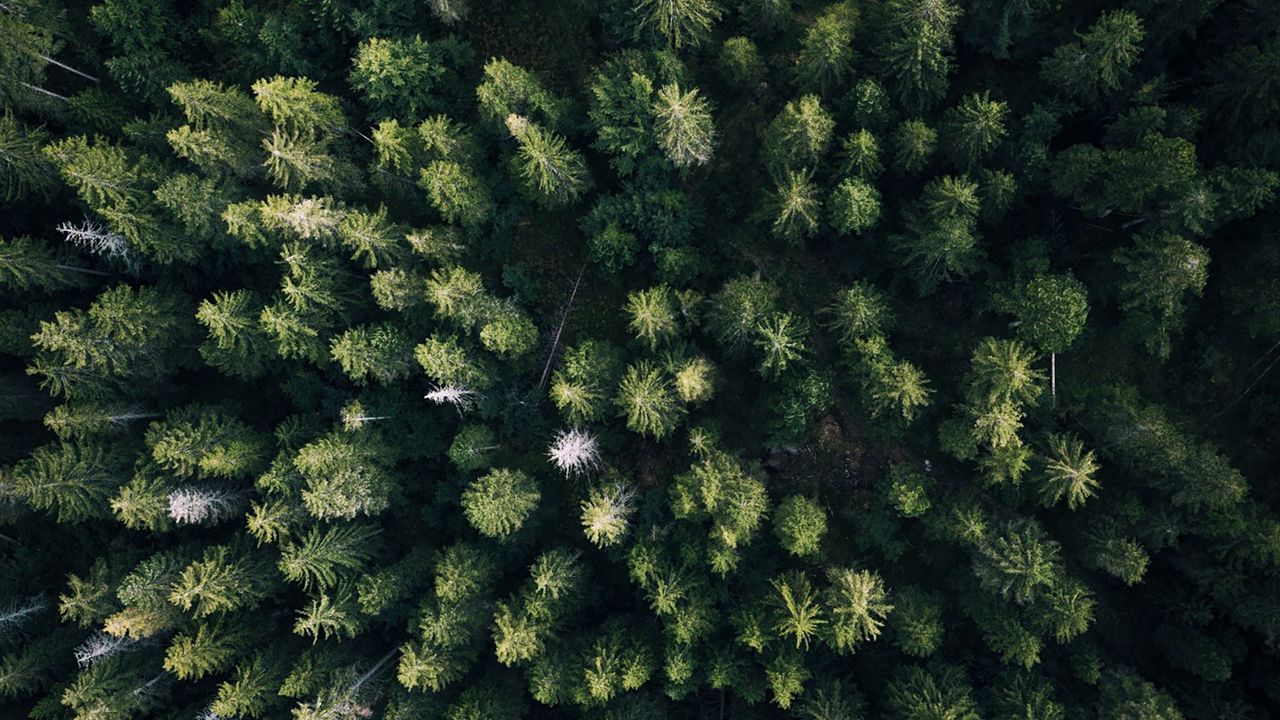 Wallpaper forest, aerial view, trees, green, overview