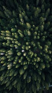 Preview wallpaper forest, aerial view, trees, green, overview