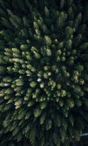 Preview wallpaper forest, aerial view, trees, green, overview