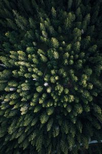 Preview wallpaper forest, aerial view, trees, green, overview